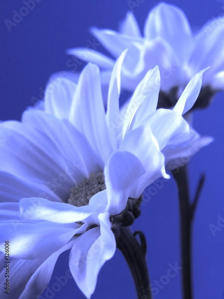 Obraz blue flower