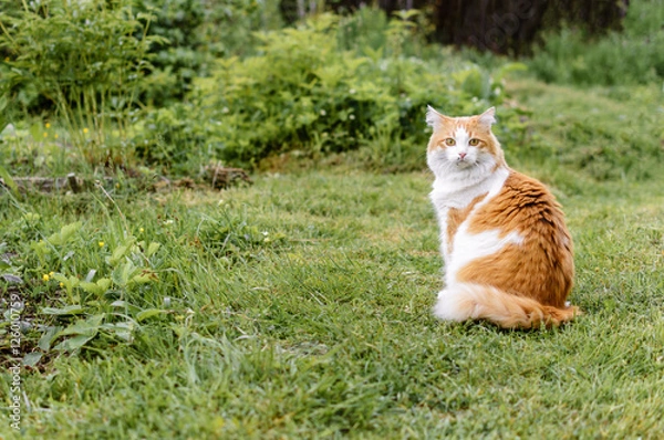 Obraz Red cat sitting on green grass