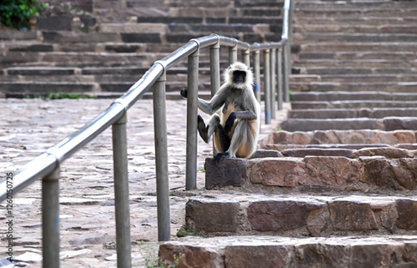 Fototapeta a monkey sitting on top of mountain steps
