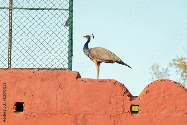 Fototapeta Peafowl is a common name for three bird species in the genera Pavo and Afropavo of the family Phasianidae, the pheasants and their allies. Male