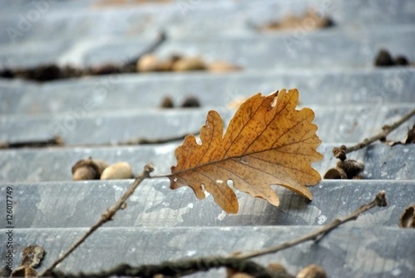 Obraz brown leaf on a roof