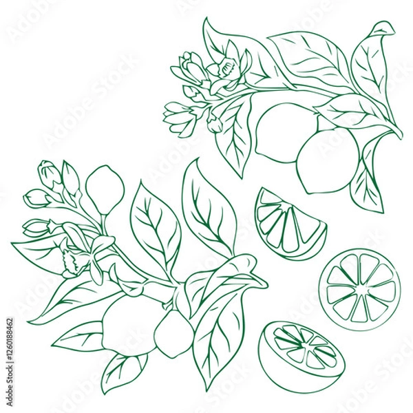 Fototapeta Lemon lime yellow packaging design with lemon with half lime slice flowers templates style vector  line art illustration set on light blue background
