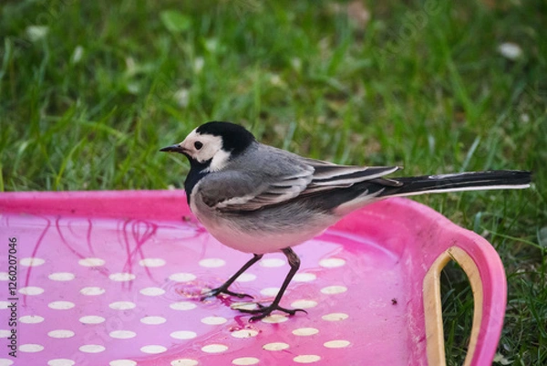 Obraz Selective focus photo. White wagtail bird, Motacilla alba.