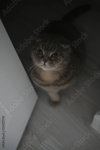 Fototapeta Scottish fold cat.
A breed of domestic cat with characteristic ears that are curved forward and downward, which is caused by the action of a dominant gene that arose as a result of a natural mutation 