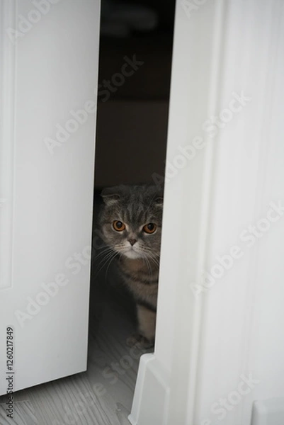 Fototapeta Scottish fold cat.
A breed of domestic cat with characteristic ears that are curved forward and downward, which is caused by the action of a dominant gene that arose as a result of a natural mutation 