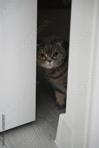 Fototapeta Scottish fold cat.
A breed of domestic cat with characteristic ears that are curved forward and downward, which is caused by the action of a dominant gene that arose as a result of a natural mutation 