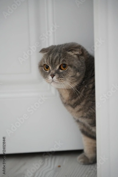 Fototapeta Scottish fold cat.
A breed of domestic cat with characteristic ears that are curved forward and downward, which is caused by the action of a dominant gene that arose as a result of a natural mutation 