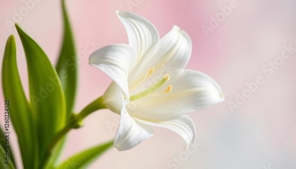 Obraz A close-up of a single white lily flower, showcasing its delicate petals and bright stamens against a soft pink background, perfect for beauty or nature-focused projects.