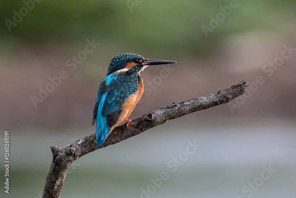 Fototapeta The kingfisher is perched on a branch, watching for fish to catch for food.