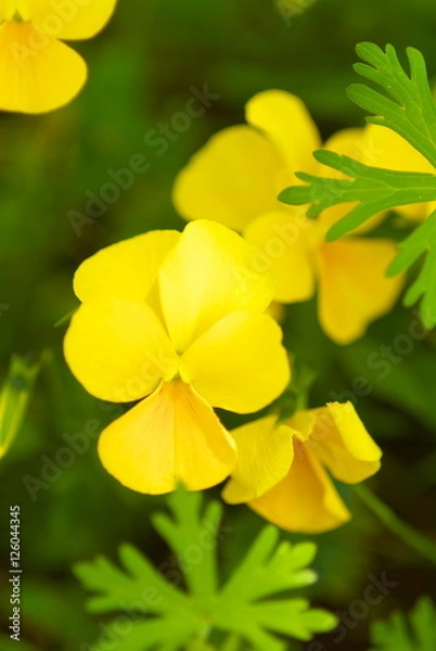 Fototapeta パンジー