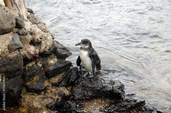 Fototapeta Galapagos penguin
