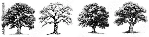 Fototapeta Hand-drawn vector illustration depicting four different styles of trees in various seasonal states
