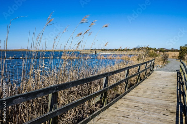 Obraz Raised walkway through marsh at Back Bay National Wildlife Refuge in Virginia Beach, Virginia.  