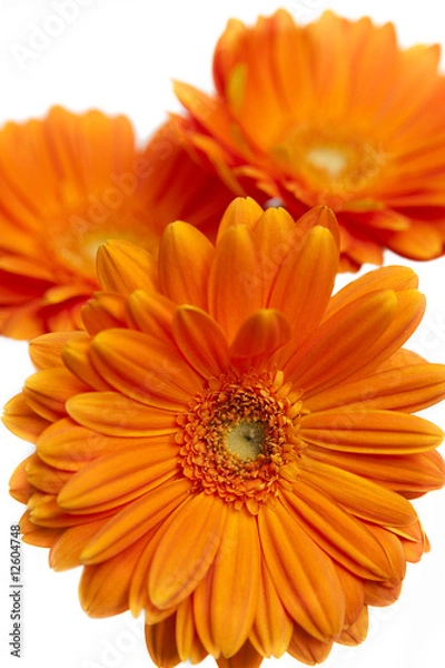Obraz orangefarbene Gerbera