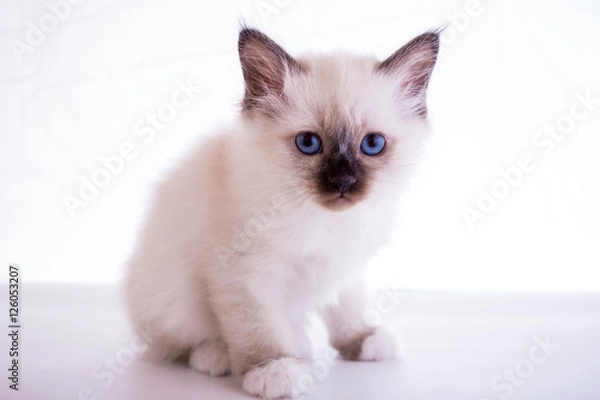 Fototapeta Sacred Birman kitten in the studio, purebred kittens on isolated background.