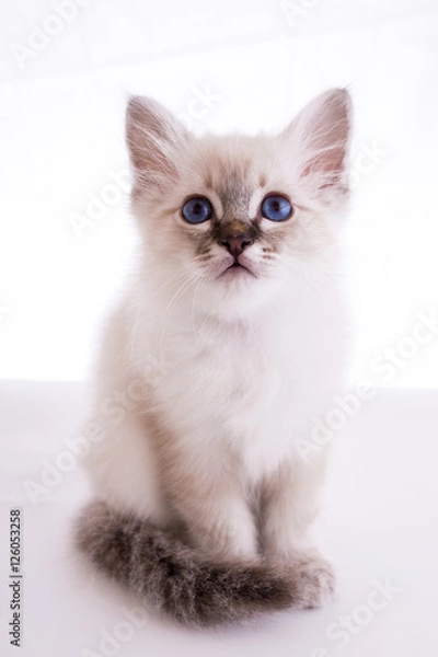 Fototapeta Sacred Birman kitten in the studio, purebred kittens on isolated background.