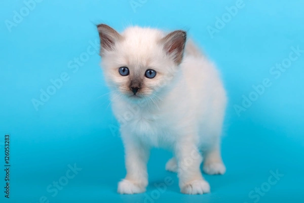 Fototapeta Sacred Birman kitten in the studio, purebred kittens on isolated background.