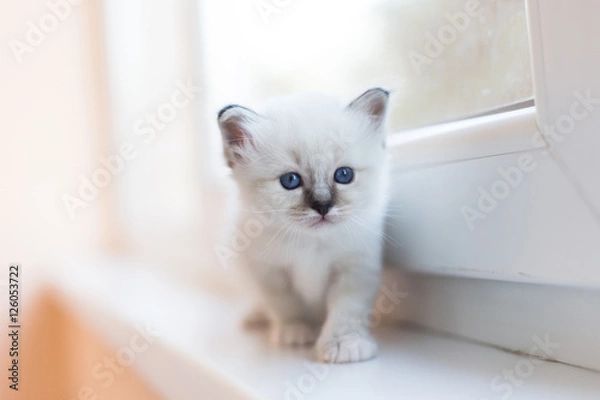 Fototapeta Sacred Birman kittens in the interior, home furnishings, shallow depth of field, thoroughbred kittens.