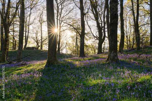 Fototapeta Long shadows in a Lake District bluebell forest on a fresh spring morning.