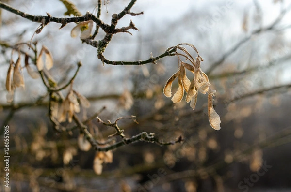 Fototapeta tree branch in winter