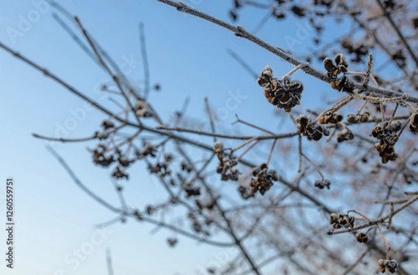 Fototapeta tree branch in winter
