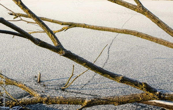 Obraz tree branch in winter