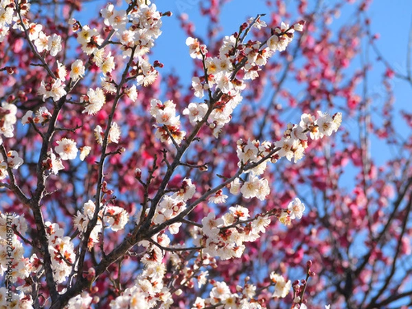 Obraz 日本、神奈川県、冬、満開の梅の花