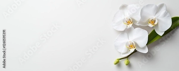 Obraz Three elegant white orchids on a minimalistic background, showcasing natural beauty and simplicity.