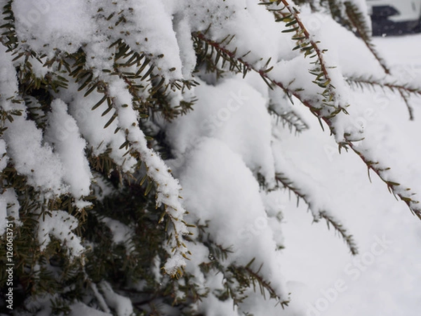 Obraz Conifer tree branches covered with snow, winter landscape.