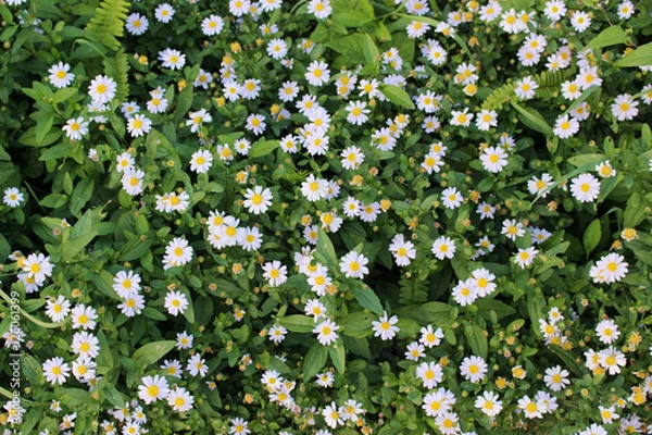 Obraz 白い小さな菊の花畑