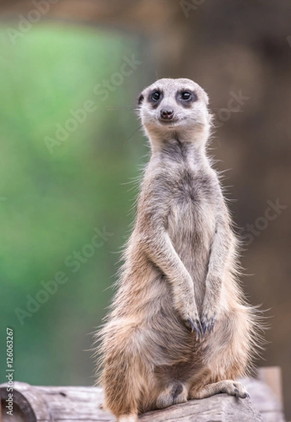 Obraz Meerkat sitting on a log. blurred background