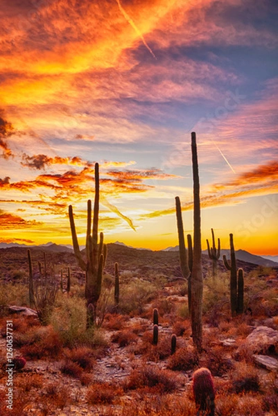 Obraz Arizona desert at sunset with Saguaro cacti in Sonoran Desert near Phoenix