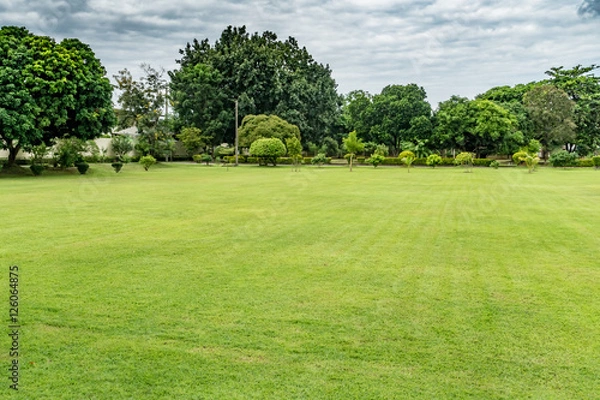 Obraz Green grass texture