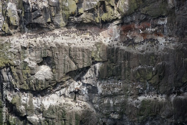 Fototapeta Landschaft mit tausenden Lummen und anderen Seevögeln auf Rathlin Island / Nordirland 