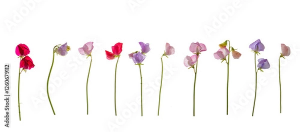 Obraz Sweet pea group