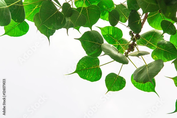 Obraz インド、 ブッダガヤ、菩提樹