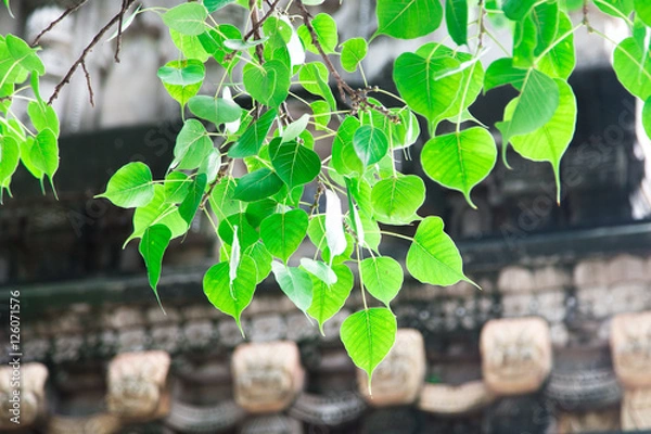 Obraz インド、 ブッダガヤ、菩提樹