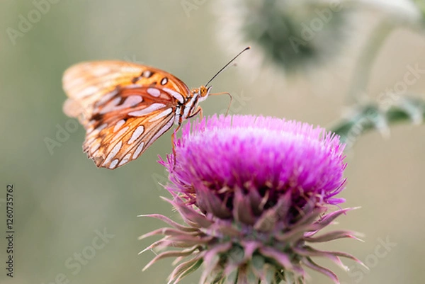 Obraz butterfly on a flower