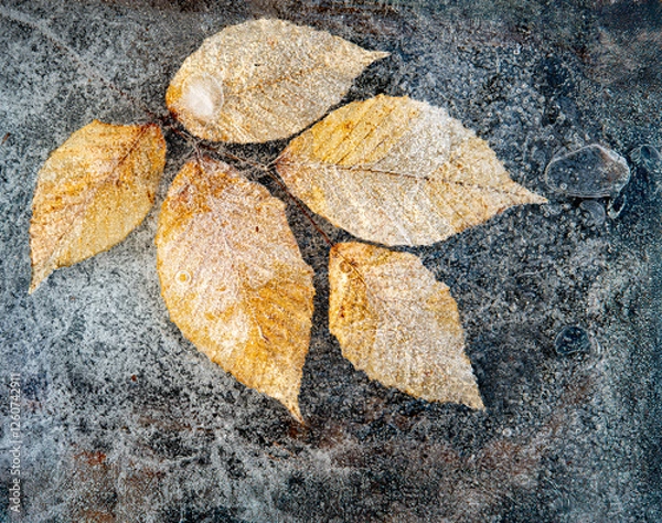 Fototapeta Autumn leaves of American beech tree (Fagus grandifolia) frozen in ice in winter.