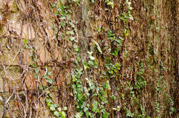 Fototapeta Walls are a bunch of old decaying trees and branches entwined co
