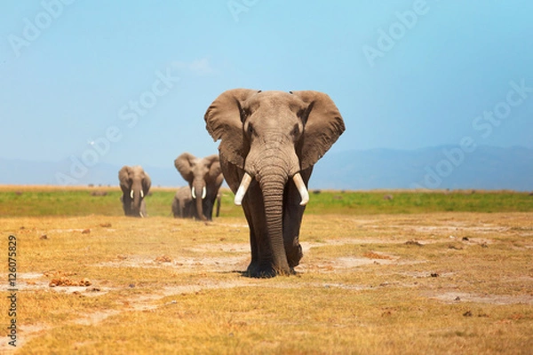 Obraz Elephant portrait in Amboseli National Park, Kenya. Horizontal s