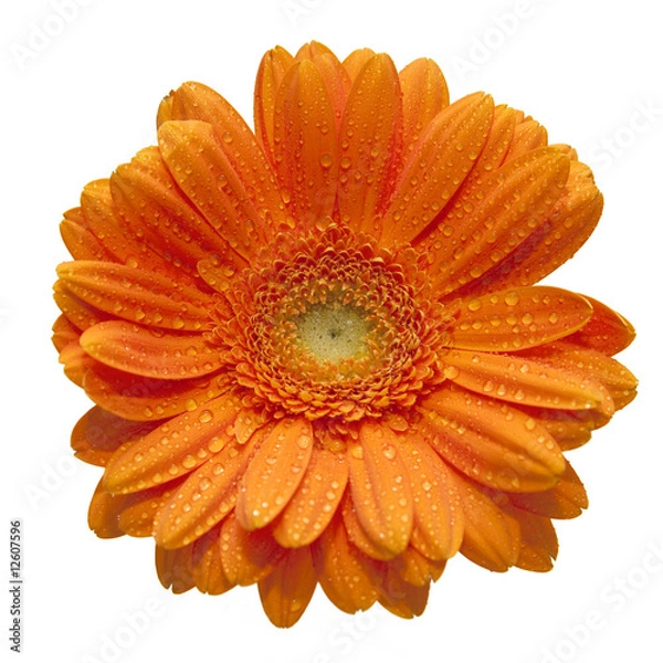 Obraz Gerbera