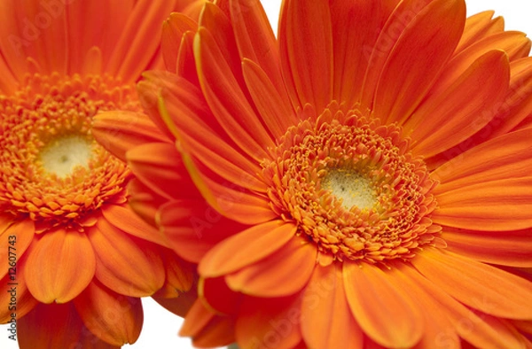 Obraz Gerbera