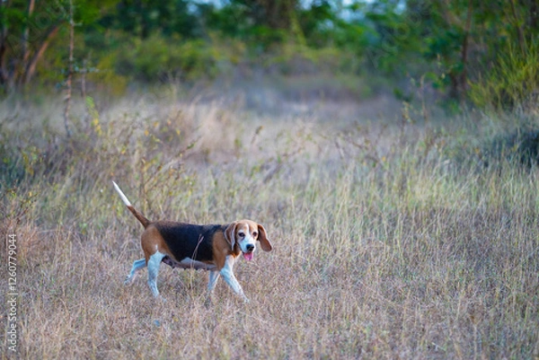 Fototapeta An adorable beagle dog walking on the dried grass field in the evening