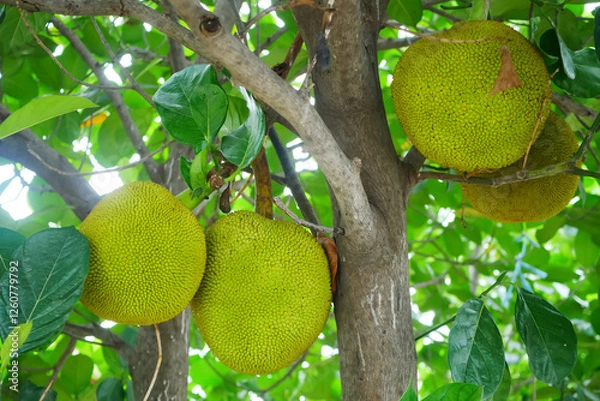 Fototapeta Close-up of a jackfruit hanging from its tree.