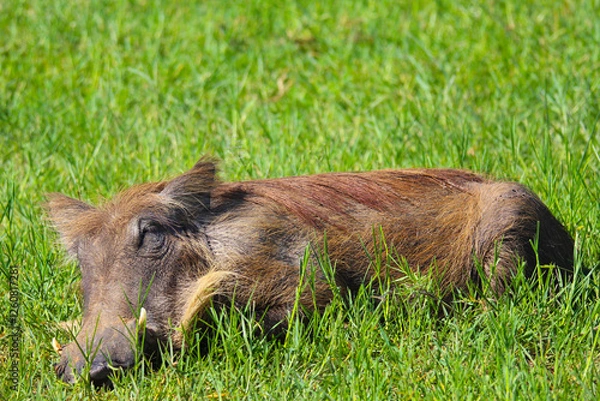 Fototapeta warthog in the grass