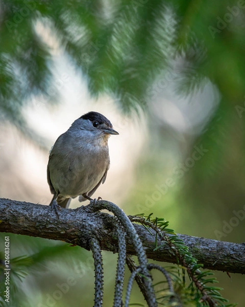 Obraz Kapturka Sylvia atricapilla