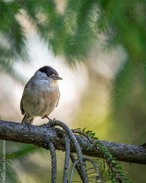 Obraz Kapturka Sylvia atricapilla