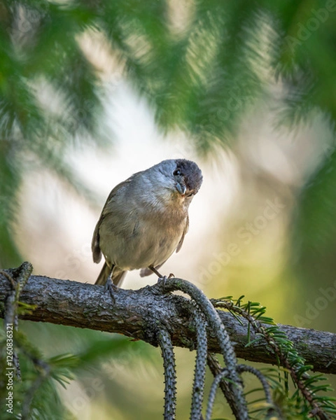 Obraz Kapturka Sylvia atricapilla