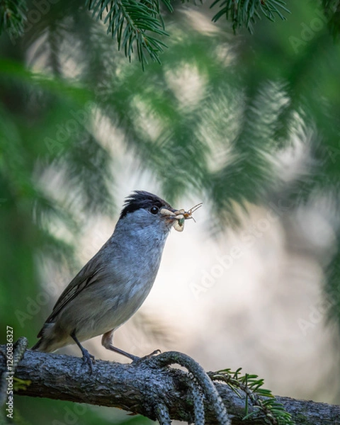 Obraz Kapturka Sylvia atricapilla